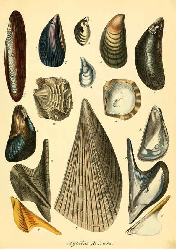 Reproducción/Reproduction 6028531481: Conchylienbuch, oder, Allgemeine und besondere Naturgeschichte der Muscheln und Schnecken Stuttgart :Verlag von Krais & Hoffmann,1855