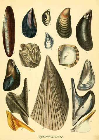 Reproducción/Reproduction 6028531481: Conchylienbuch, oder, Allgemeine und besondere Naturgeschichte der Muscheln und Schnecken Stuttgart :Verlag von Krais & Hoffmann,1855