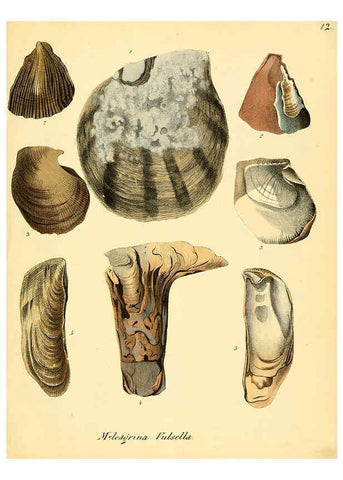 Reproducción/Reproduction 6028531699: Conchylienbuch, oder, Allgemeine und besondere Naturgeschichte der Muscheln und Schnecken Stuttgart :Verlag von Krais & Hoffmann,1855