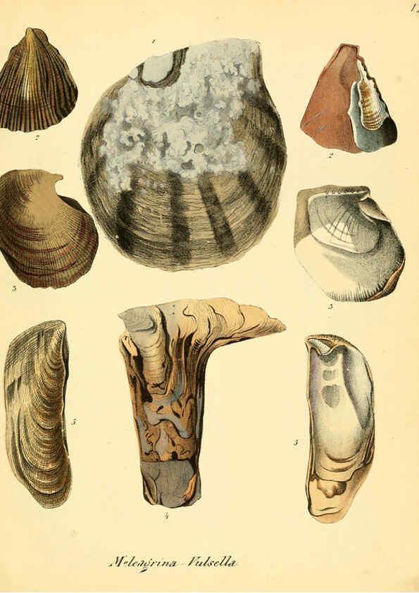 Reproducción/Reproduction 6028531699: Conchylienbuch, oder, Allgemeine und besondere Naturgeschichte der Muscheln und Schnecken Stuttgart :Verlag von Krais & Hoffmann,1855