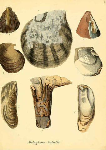 Reproducción/Reproduction 6028531699: Conchylienbuch, oder, Allgemeine und besondere Naturgeschichte der Muscheln und Schnecken Stuttgart :Verlag von Krais & Hoffmann,1855