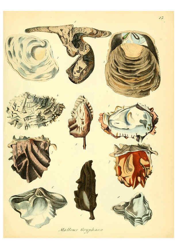 Reproducción/Reproduction 6029084356: Conchylienbuch, oder, Allgemeine und besondere Naturgeschichte der Muscheln und Schnecken Stuttgart :Verlag von Krais & Hoffmann,1855