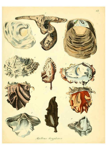 Reproducción/Reproduction 6029084356: Conchylienbuch, oder, Allgemeine und besondere Naturgeschichte der Muscheln und Schnecken Stuttgart :Verlag von Krais & Hoffmann,1855