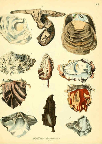 Reproducción/Reproduction 6029084356: Conchylienbuch, oder, Allgemeine und besondere Naturgeschichte der Muscheln und Schnecken Stuttgart :Verlag von Krais & Hoffmann,1855