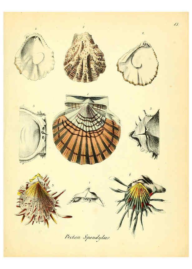 Reproducción/Reproduction 6028532311: Conchylienbuch, oder, Allgemeine und besondere Naturgeschichte der Muscheln und Schnecken Stuttgart :Verlag von Krais & Hoffmann,1855