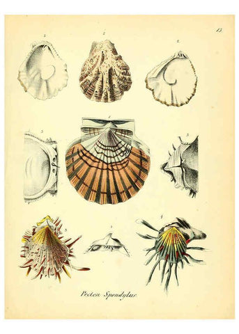 Reproducción/Reproduction 6028532311: Conchylienbuch, oder, Allgemeine und besondere Naturgeschichte der Muscheln und Schnecken Stuttgart :Verlag von Krais & Hoffmann,1855