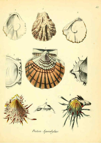 Reproducción/Reproduction 6028532311: Conchylienbuch, oder, Allgemeine und besondere Naturgeschichte der Muscheln und Schnecken Stuttgart :Verlag von Krais & Hoffmann,1855