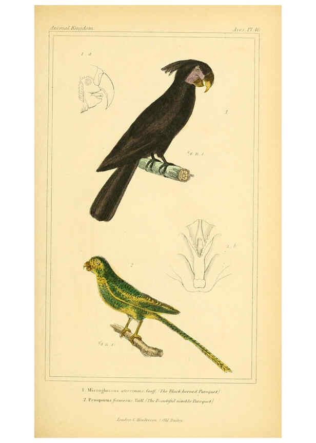 Reproducción/Reproduction 6026181492: The animal kingdom, arranged according to its organization, serving as a foundation for the natural history of animals. v.1 plates. London :G. Henderson,1834-1837