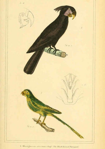 Reproducción/Reproduction 6026181492: The animal kingdom, arranged according to its organization, serving as a foundation for the natural history of animals. v.1 plates. London :G. Henderson,1834-1837