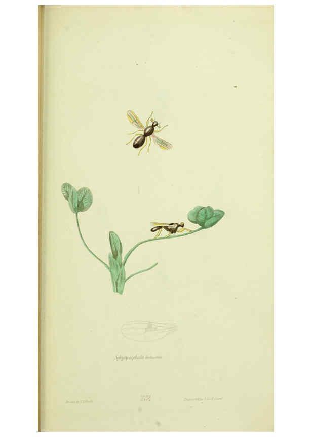 Reproducción/Reproduction 6026036399: American entomology. v.1. Boston :Estes & Lauriat,[1859?] 