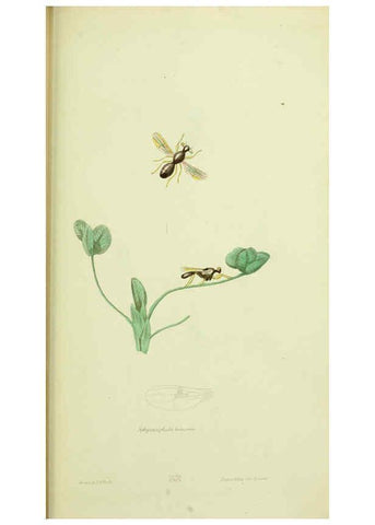 Reproducción/Reproduction 6026036399: American entomology. v.1. Boston :Estes & Lauriat,[1859?] 