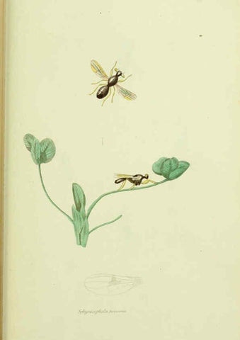 Reproducción/Reproduction 6026036399: American entomology. v.1. Boston :Estes & Lauriat,[1859?] 