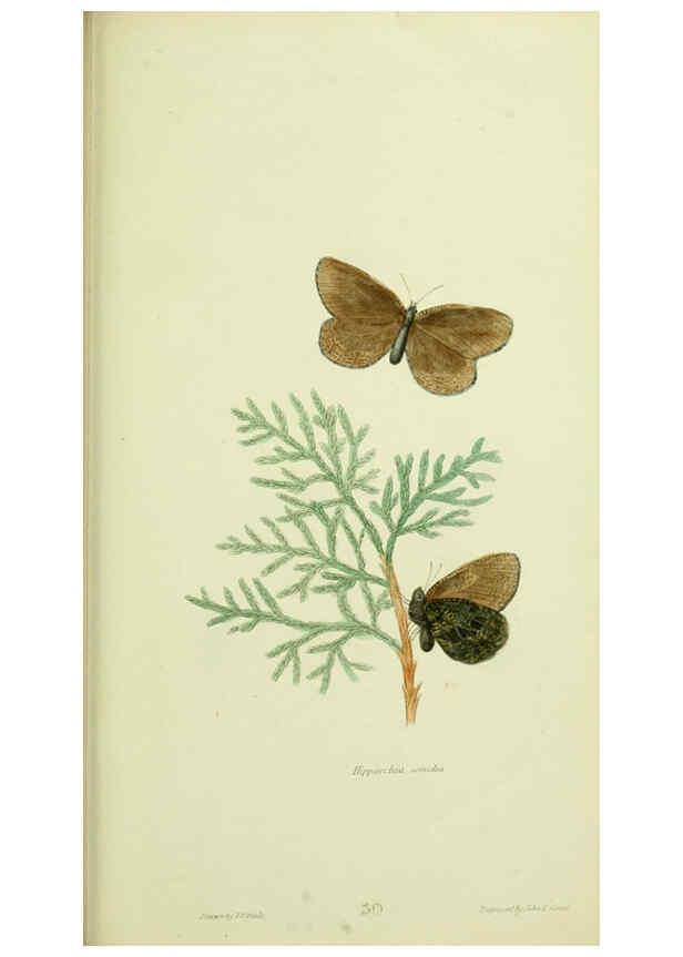 Reproducción/Reproduction 6026590966: American entomology. v.1. Boston :Estes & Lauriat,[1859?] 