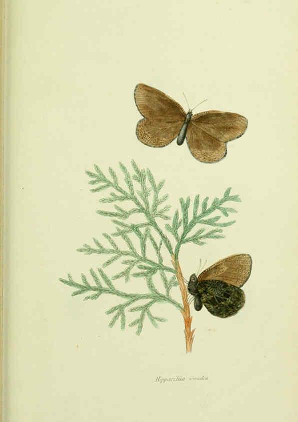 Reproducción/Reproduction 6026590966: American entomology. v.1. Boston :Estes & Lauriat,[1859?] 