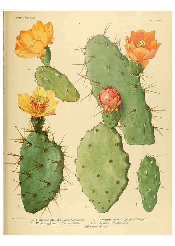 Reproducción/Reproduction 6026509756: The Cactaceae. v.1. Washington :Carnegie Institution of Washington,1919-1923