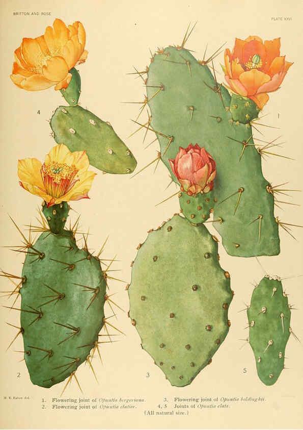 Reproducción/Reproduction 6026509756: The Cactaceae. v.1. Washington :Carnegie Institution of Washington,1919-1923