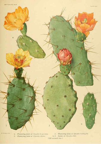 Reproducción/Reproduction 6026509756: The Cactaceae. v.1. Washington :Carnegie Institution of Washington,1919-1923