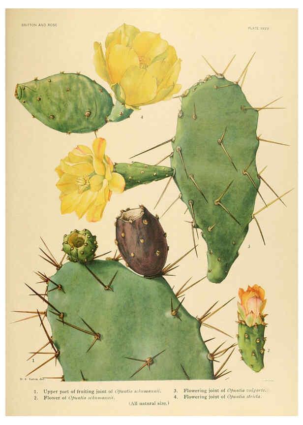 Reproducción/Reproduction 6025954357: The Cactaceae. v.1. Washington :Carnegie Institution of Washington,1919-1923