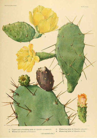 Reproducción/Reproduction 6025954357: The Cactaceae. v.1. Washington :Carnegie Institution of Washington,1919-1923