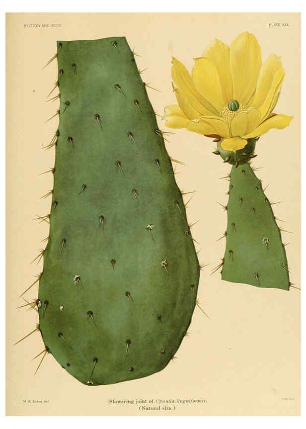 Reproducción/Reproduction 6025954653: The Cactaceae. v.1. Washington :Carnegie Institution of Washington,1919-1923
