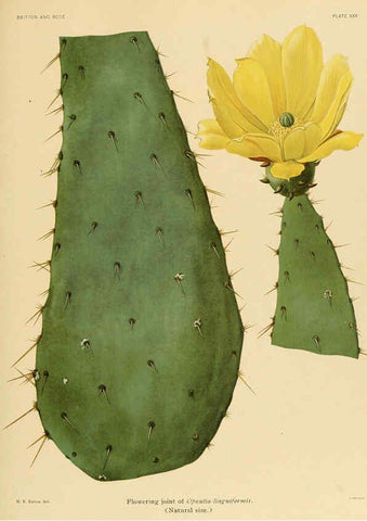 Reproducción/Reproduction 6025954653: The Cactaceae. v.1. Washington :Carnegie Institution of Washington,1919-1923