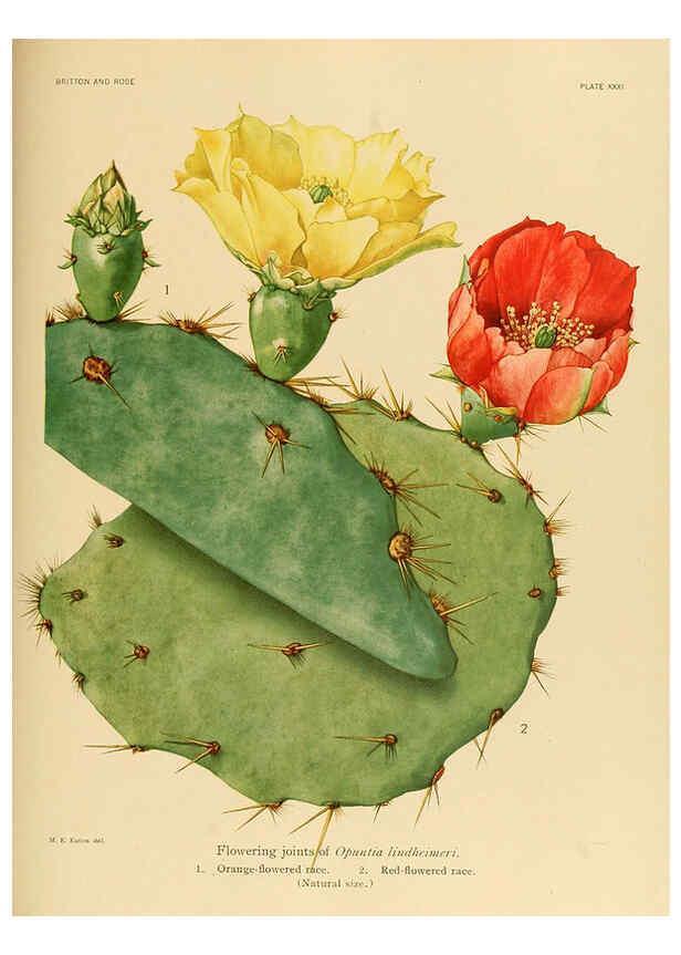 Reproducción/Reproduction 6026510636: The Cactaceae. v.1. Washington :Carnegie Institution of Washington,1919-1923