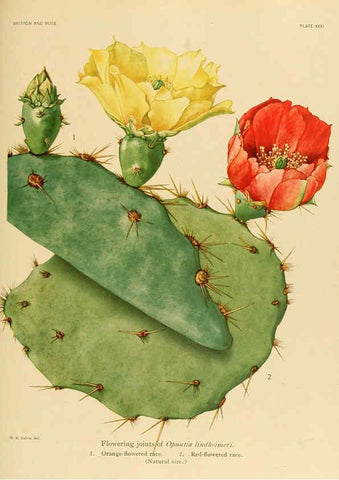 Reproducción/Reproduction 6026510636: The Cactaceae. v.1. Washington :Carnegie Institution of Washington,1919-1923