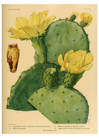 Reproducción/Reproduction 6025955673: The Cactaceae. v.1. Washington :Carnegie Institution of Washington,1919-1923