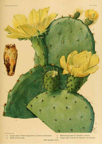 Reproducción/Reproduction 6025955673: The Cactaceae. v.1. Washington :Carnegie Institution of Washington,1919-1923