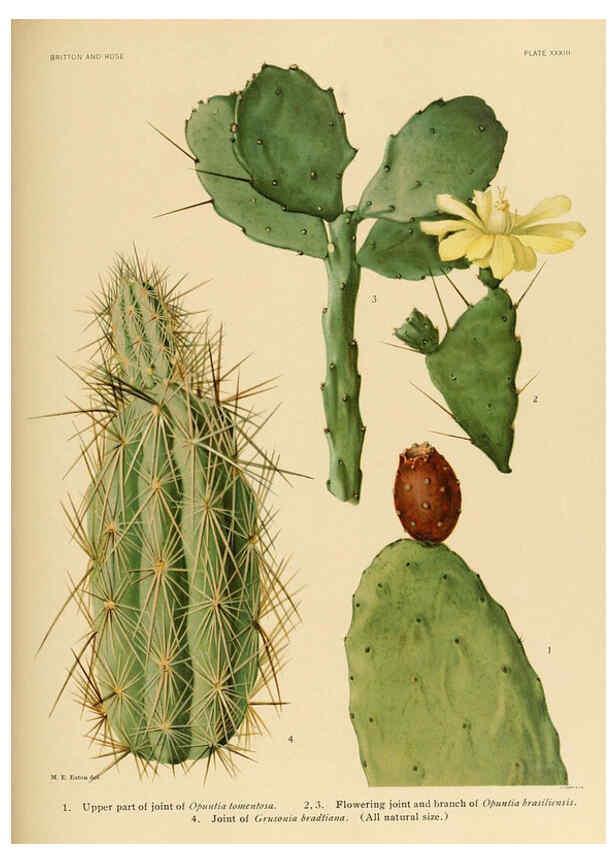 Reproducción/Reproduction 6026511530: The Cactaceae. v.1. Washington :Carnegie Institution of Washington,1919-1923