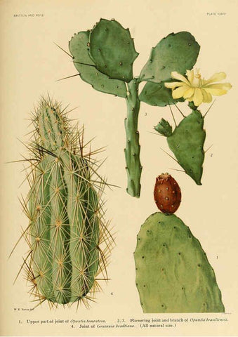 Reproducción/Reproduction 6026511530: The Cactaceae. v.1. Washington :Carnegie Institution of Washington,1919-1923