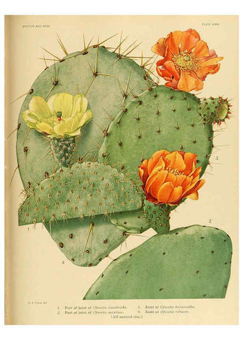 Reproducción/Reproduction 6025956161: The Cactaceae. v.1. Washington :Carnegie Institution of Washington,1919-1923