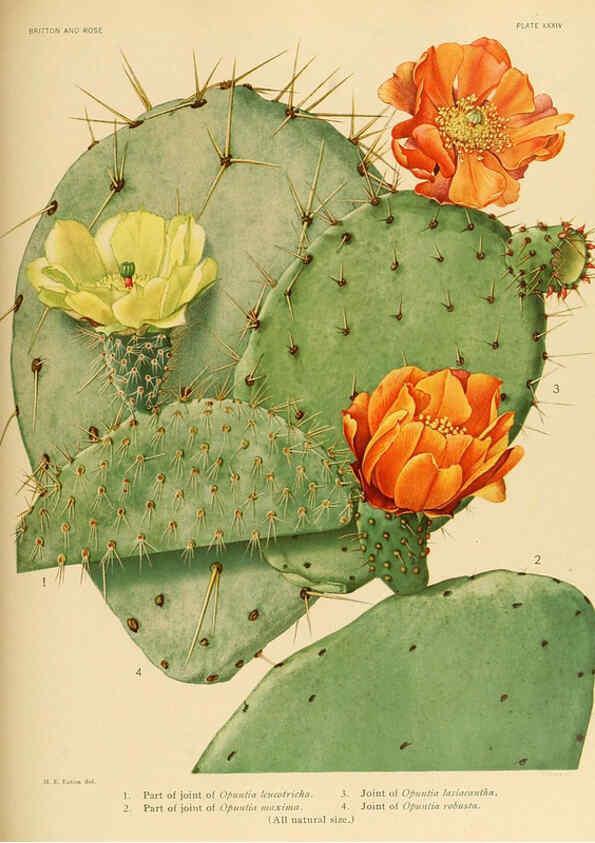 Reproducción/Reproduction 6025956161: The Cactaceae. v.1. Washington :Carnegie Institution of Washington,1919-1923