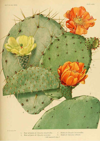 Reproducción/Reproduction 6025956161: The Cactaceae. v.1. Washington :Carnegie Institution of Washington,1919-1923