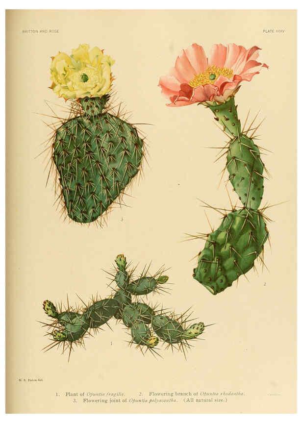 Reproducción/Reproduction 6025956507: The Cactaceae. v.1. Washington :Carnegie Institution of Washington,1919-1923