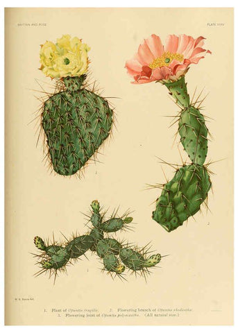 Reproducción/Reproduction 6025956507: The Cactaceae. v.1. Washington :Carnegie Institution of Washington,1919-1923