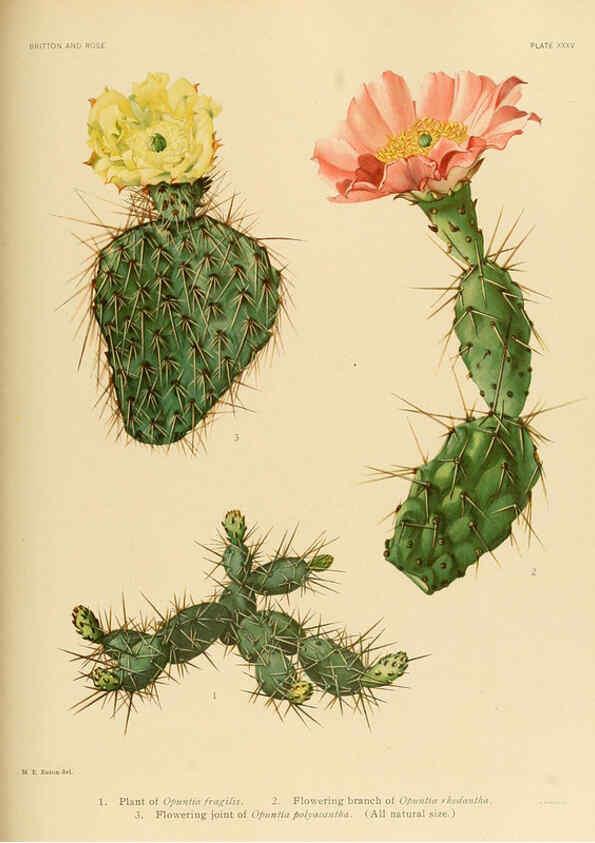 Reproducción/Reproduction 6025956507: The Cactaceae. v.1. Washington :Carnegie Institution of Washington,1919-1923