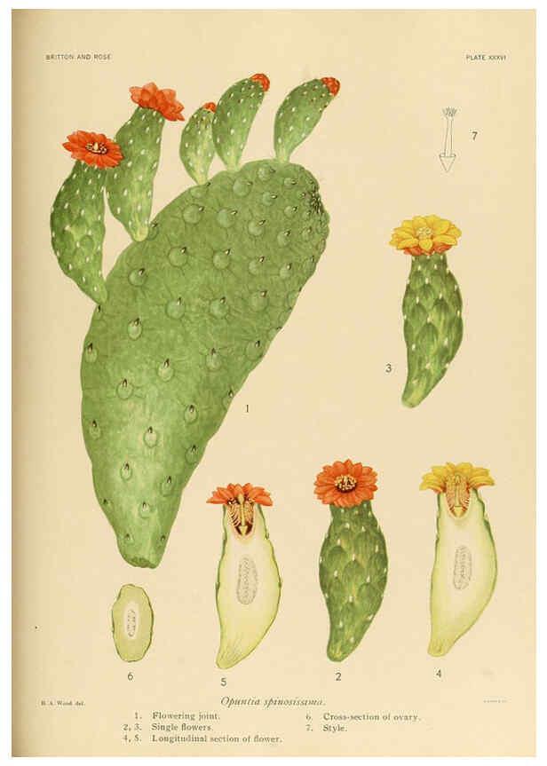 Reproducción/Reproduction 6026512628: The Cactaceae. v.1. Washington :Carnegie Institution of Washington,1919-1923