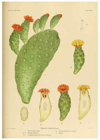 Reproducción/Reproduction 6026512628: The Cactaceae. v.1. Washington :Carnegie Institution of Washington,1919-1923