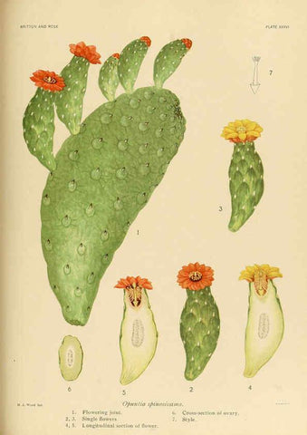 Reproducción/Reproduction 6026512628: The Cactaceae. v.1. Washington :Carnegie Institution of Washington,1919-1923