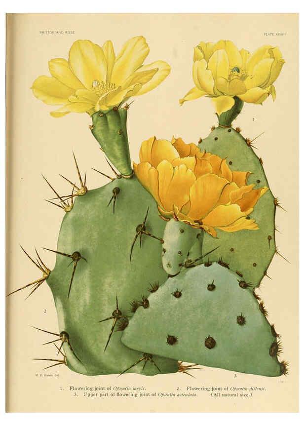 Reproducción/Reproduction 6026512888: The Cactaceae. v.1. Washington :Carnegie Institution of Washington,1919-1923