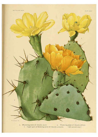 Reproducción/Reproduction 6026512888: The Cactaceae. v.1. Washington :Carnegie Institution of Washington,1919-1923