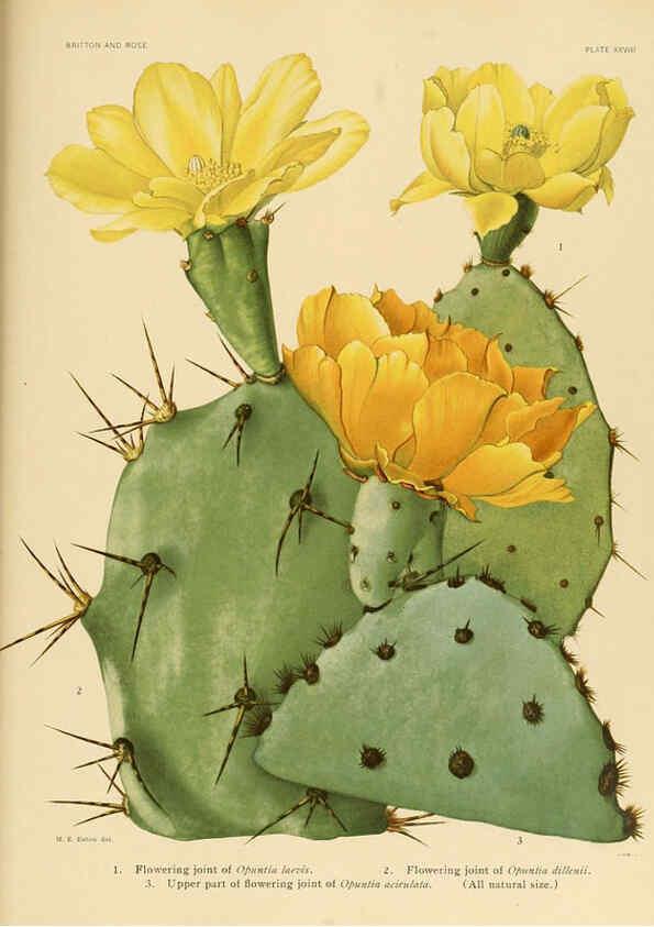 Reproducción/Reproduction 6026512888: The Cactaceae. v.1. Washington :Carnegie Institution of Washington,1919-1923
