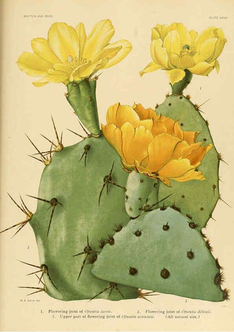 Reproducción/Reproduction 6026512888: The Cactaceae. v.1. Washington :Carnegie Institution of Washington,1919-1923
