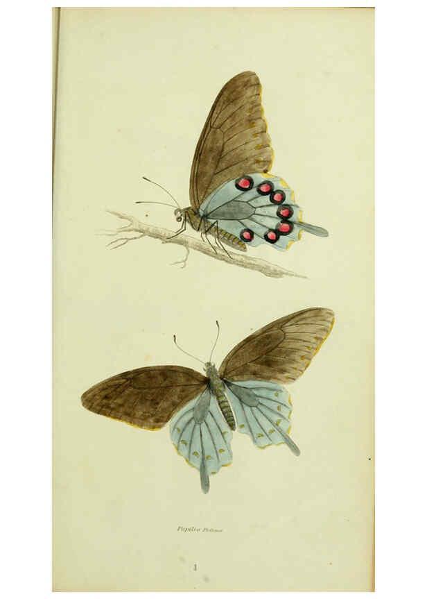 Reproducción/Reproduction 6026020927: American entomology. v.1. Boston :Estes & Lauriat,[1859?] 