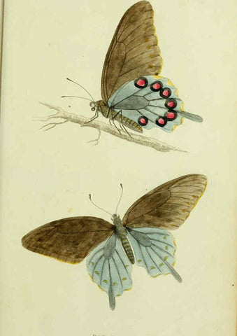 Reproducción/Reproduction 6026020927: American entomology. v.1. Boston :Estes & Lauriat,[1859?] 