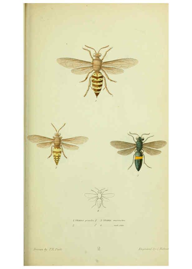 Reproducción/Reproduction 6026021225: American entomology. v.1. Boston :Estes & Lauriat,[1859?] 