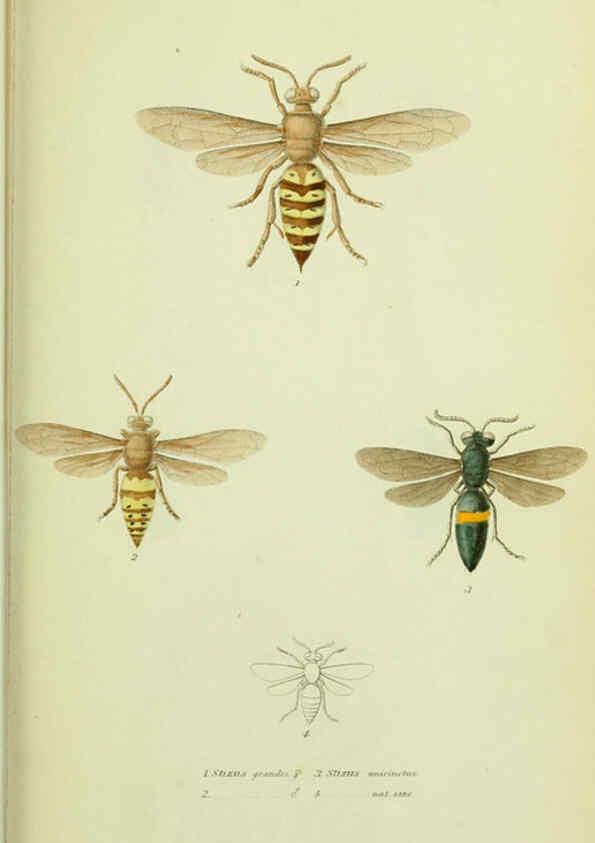 Reproducción/Reproduction 6026021225: American entomology. v.1. Boston :Estes & Lauriat,[1859?] 