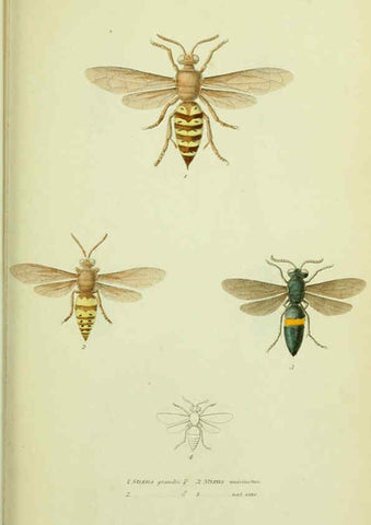 Reproducción/Reproduction 6026021225: American entomology. v.1. Boston :Estes & Lauriat,[1859?] 