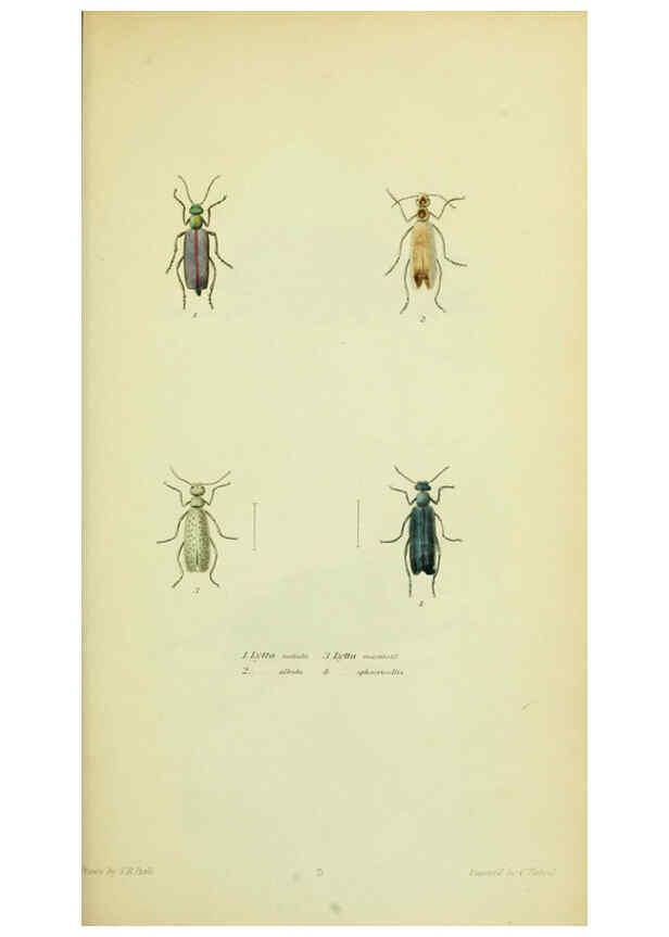 Reproducción/Reproduction 6026021445: American entomology. v.1. Boston :Estes & Lauriat,[1859?] 